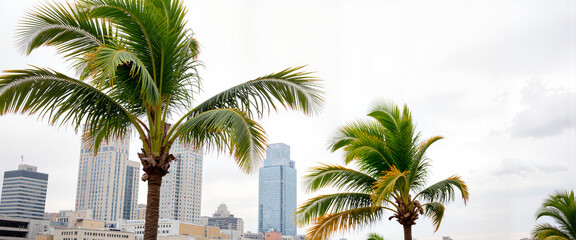 Fototapeta premium Bending palm trees against urban skyline on windy afternoon, nature's resilience