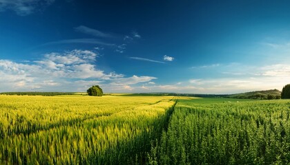 Fototapeta premium summer landscape a panorama with a field agriculture