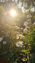 Obraz premium Daisies kissed by sunlight, a symphony of golden hues and morning freshness