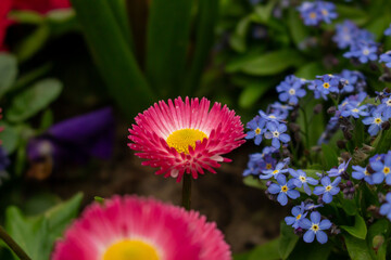Beautiful red flower with a green background - Daisy Red Bellis Perennis Super Enorma © FlorianSchultze