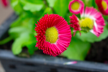 Beautiful red flower with a green background - Daisy Red Bellis Perennis Super Enorma © FlorianSchultze