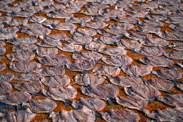 Drying fish in Negombo, Sri Lanka, Asia. The hot sun of Sri Lanka is perfect to dry fish.
