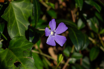 Beautiful purple flower of vinca or periwinkle on blurred background of green leaves