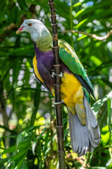 Captive Superb Fruit Dove perched in tree