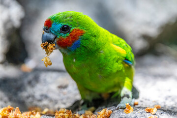 Double-eyed Fig Parrot