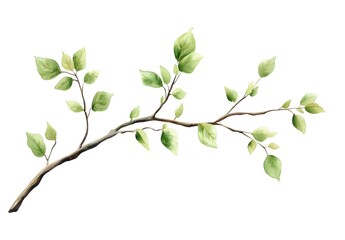 Obraz premium branch with fresh green leaves, spring, nature, isolated on white background