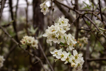 Delicate white pear blossoms with green leaves on a branch