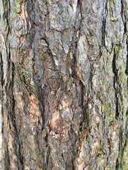 The image is a close-up of the bark of a tree. The bark is rough and textured, with deep grooves and ridges. The color of the tree is a mix of brown and gray, with some areas appearing darker 