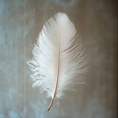 A delicate white feather, soft lighting