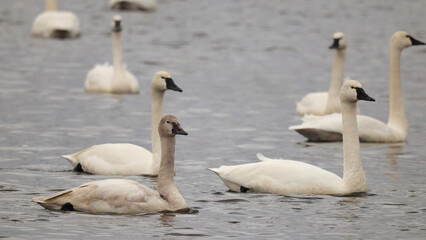 Canadian snow geese paddling together, floating on pond together. 