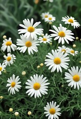 Fototapeta premium Wunderschönes Feld voller weißer Gänseblümchen mit leuchtend gelben Blütenmitten auf kräftig grünem Hintergrund, ideal als frisches Frühlingsmotiv. Generative KI