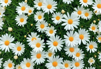 Wunderschönes Feld voller weißer Gänseblümchen mit leuchtend gelben Blütenmitten auf kräftig grünem Hintergrund, ideal als frisches Frühlingsmotiv. Generative KI