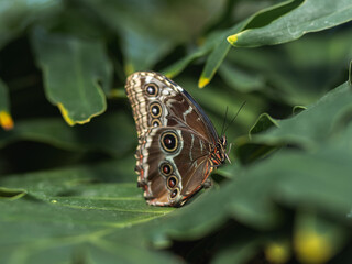 Fototapeta premium Blue Morpho Butterfly Side View Underwing