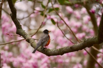 bird on a branch