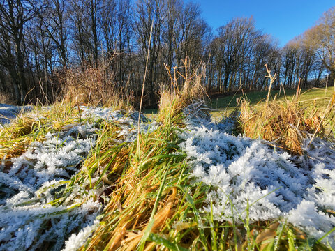 Frost-covered grass in a winter landscape with clear blue sky and bare trees in the background