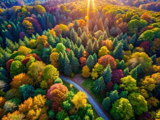 Aerial View of Sunlit Forest Canopy, Lush Green Trees, Woodland Path