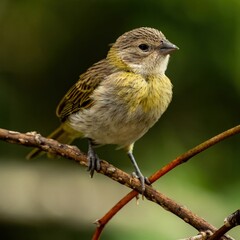 Atlantic Canary, a small Brazilian wild bird. The yellow canary Crithagra flaviventris is a small passerine bird in the finch family.