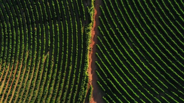 cafezal visto do alto, Minas Gerais, Brasil