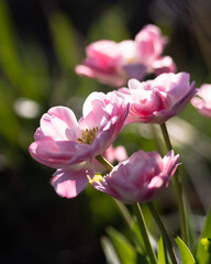 Pink Tulip Flowers with Leaves Close-Up