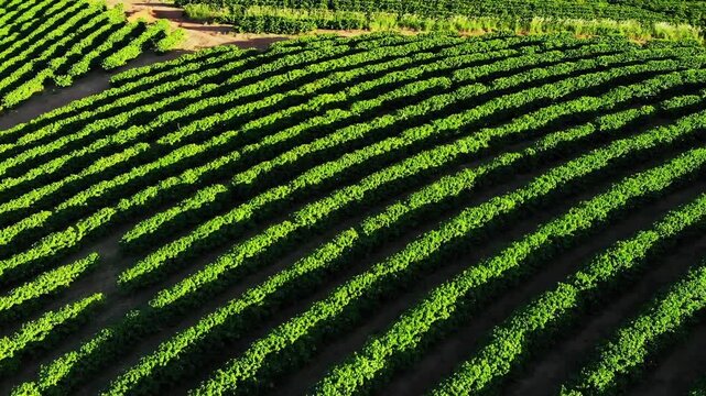 Fazenda de cultivo de caf&eacute;, Minas Gerais, Brasil