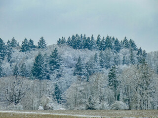 Verschneiter Wald