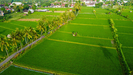 High-angle view Lush Green Rice Paddies with Traditional Hut