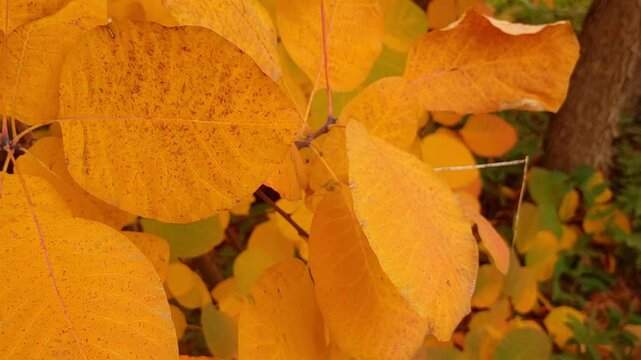 Cotinus obovatus. American Smoke Tree.2