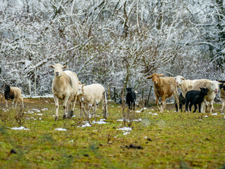 Schafe auf einer Weide im Winter