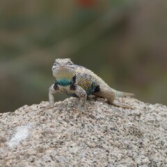 lizard in a desert