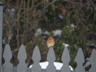 Winter cardinal on picket fence