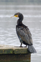 great cormorant near the water close-up