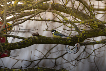 bird on tree