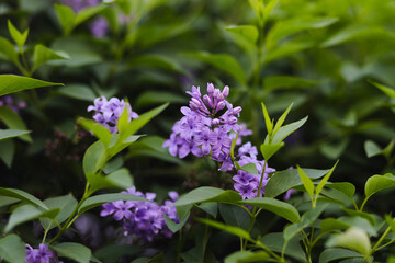 Lilac Flowers Close-Up with Leaves