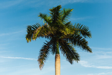 palm trees on the beach