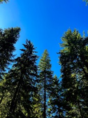 forest and blue sky
