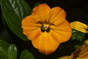 jam orange flower