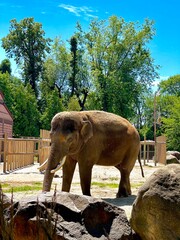 A large elephant enters the zoo on a sunny day.