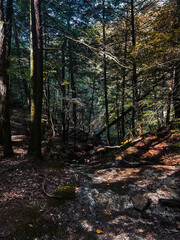 autumn in the forest