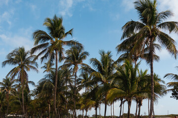 coconut palm trees