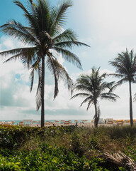 palm tree on the beach