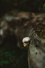 close up of a white mushroom on dead tree