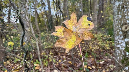 Autumn leaves natural background, Red Colorful Carpet of Autumn Leaves from Above