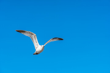 seagull in flight in blue sky