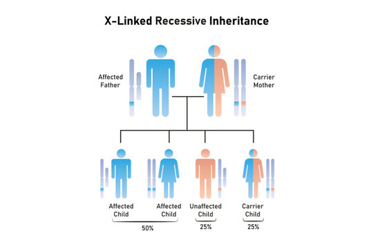 X-Linked Recessive Inheritance Science Design. Vector Illustration.