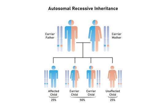Autosomal Recessive Inheritance Science Design. Vector Illustration.