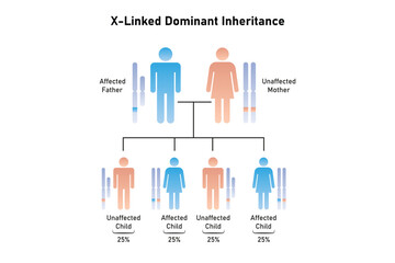 X-Linked Dominant Inheritance Science Design. Vector Illustration.