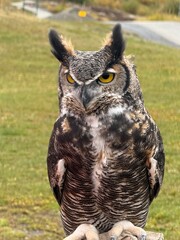 great horned owl