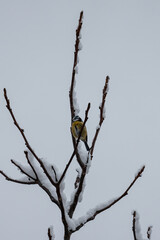 Meise im Winter – Kleiner Singvogel auf verschneitem Ast in frostiger Natur