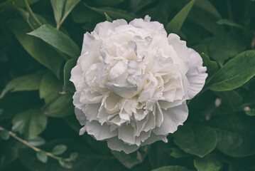 Closeup of white peony flower beauty in the garden