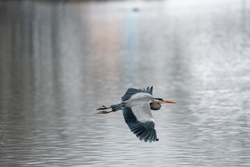 Graureiher im Flug – Majestätische Aufnahme mit der Sony A1 II und dem Sony 200-600mm G OSS